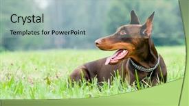  Presentation with doberman - Audience pleasing theme consisting of lying purebred brown doberman pinscher backdrop and a light blue colored foreground