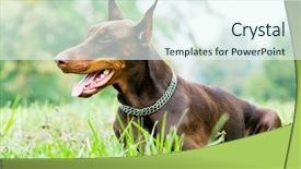  Presentation with doberman - PPT layouts featuring lying purebred brown doberman pinscher background and a sky blue colored foreground