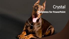  Presentation with doberman - Beautiful theme featuring fairy rose blooming in garden backdrop and a gray colored foreground