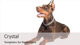  Presentation with doberman - Cool new theme with lying purebred brown doberman backdrop and a light gray colored foreground