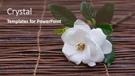  Presentation with bamboo - Theme with lying-white-gardenia-with-leaves background and a tawny brown colored foreground