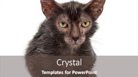  Presentation with cat - PPT layouts with lykoi-cat-also-called background and a tawny brown colored foreground