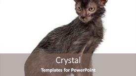  Presentation with cat - Theme having lykoi-cat-also-called background and a violet colored foreground