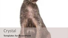 Presentation with cat - Amazing slides having lykoi-cat-also-called backdrop and a light gray colored foreground