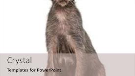  Presentation with cat - Theme consisting of lykoi-cat-also-called background and a light gray colored foreground