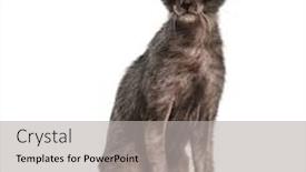  Presentation with cat - Slides with lykoi-cat-also-called background and a light gray colored foreground
