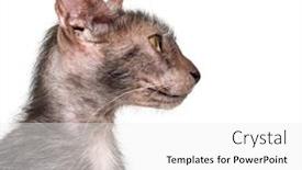  Presentation with cat - Theme with lykoi-cat-also-called background and a white colored foreground
