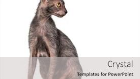  Presentation with cat - Amazing PPT layouts having lykoi-cat-also-called backdrop and a light gray colored foreground