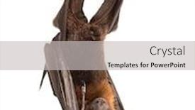  Presentation with fox - Amazing presentation theme having lyle-s-flying-fox-hanging backdrop and a light gray colored foreground