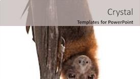  Presentation with fox - Amazing presentation having lyle-s-flying-fox-hanging backdrop and a light gray colored foreground