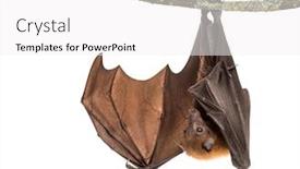  Presentation with fox - Presentation theme consisting of lyle-s-flying-fox-hanging background and a white colored foreground