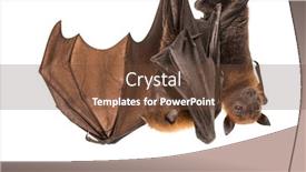  Presentation with fox - Presentation theme having lyle-s-flying-fox-hanging background and a tawny brown colored foreground