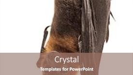  Presentation with fox - Colorful slide deck enhanced with lyle-s-flying-fox-hanging backdrop and a coral colored foreground