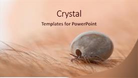  Presentation with parasite - Presentation theme featuring lymes disease - detail tick - parasite background and a lemonade colored foreground