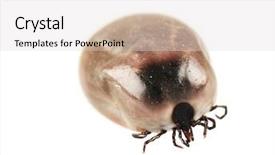  Presentation with disease - PPT layouts featuring lymes disease - large tick ixodes ricinus isolated background and a light gray colored foreground