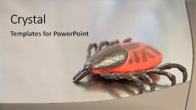  Presentation with disease - Slide deck featuring lymes disease - tick at the table background and a light gray colored foreground