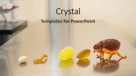  Presentation with disease - Audience pleasing presentation theme consisting of lymes disease - tick at the table backdrop and a lemonade colored foreground