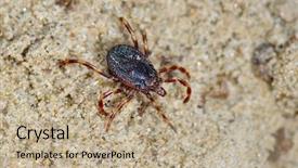  Presentation with disease - Presentation design featuring girl driving her trike bike background and a gray colored foreground