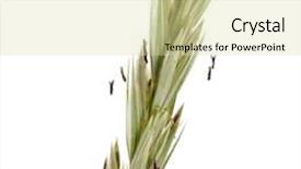  Presentation with close up elements - Audience pleasing PPT theme consisting of lymes - elymus leymus arenarius close up backdrop and a blonde colored foreground