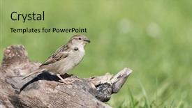  Presentation with sparrow - Theme enhanced with lymes - tick on sparrow in nature background and a mint green colored foreground