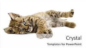  Presentation with mop baby - Beautiful presentation design featuring baby bobcat resting and stretching backdrop and a white colored foreground