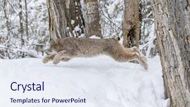  Presentation with birds of prey - PPT layouts featuring bobcat hunts for prey background and a sky blue colored foreground