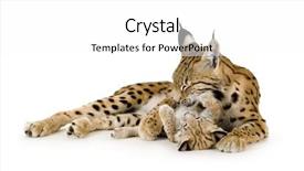  Presentation with background - Presentation theme consisting of bobcat - lynx and her cub background and a  colored foreground