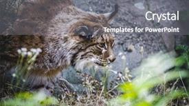  Presentation with bird - Beautiful presentation theme featuring lynx chasing a bird hunter backdrop and a gray colored foreground