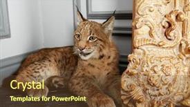  Presentation with base - Amazing slides having bobcat - lynx cub lies on floor backdrop and a tawny brown colored foreground