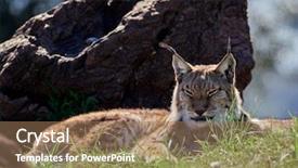  Presentation with animal nature - PPT theme enhanced with lynx outdoor wild animal hidden background and a coral colored foreground
