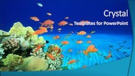  Presentation with coral reef - PPT theme enhanced with lyretail anthias on a coral reef background and a navy blue colored foreground