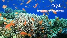  Presentation with coral - Cool new presentation design with lyretail anthias on acropora coral backdrop and a cobalt blue colored foreground
