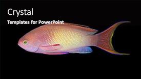  Presentation with over the counter - Beautiful presentation theme featuring lyretail anthias pseudanthias squamipinnis over black background backdrop and a black colored foreground