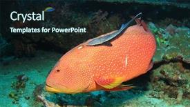  Presentation with grouper - Audience pleasing PPT layouts consisting of lyretail grouper fish with remora backdrop and a wine colored foreground