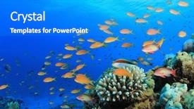  Presentation with fish at sea - Colorful presentation enhanced with lyretal anthias fish and hawkfish backdrop and a cobalt blue colored foreground