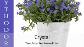  Presentation with blue flower - PPT layouts enhanced with lythodora-plant-in-flower background and a white colored foreground