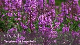  Presentation with plants - Presentation having lythrum-is-a-genus background and a violet colored foreground