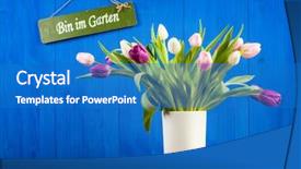  Presentation with tulips - Cool new slides with m - tulips bouquet in vase blue backdrop and a teal colored foreground