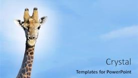  Presentation with sky blue - Audience pleasing PPT theme consisting of maasai-giraffe-giraffa-camelopardalus-against backdrop and a light blue colored foreground