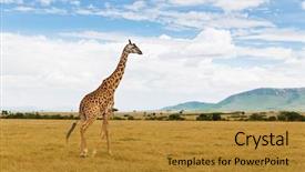  Presentation with animal nature - Amazing PPT theme having maasai mara national reserve savannah backdrop and a gold colored foreground