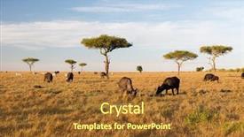  Presentation with animal nature - Presentation design consisting of maasai mara national reserve savannah background and a tawny brown colored foreground