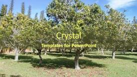  Presentation with macadamia nuts - Presentation design featuring macadamia-nuts-nuts-orchid-macadamian background and a tawny brown colored foreground