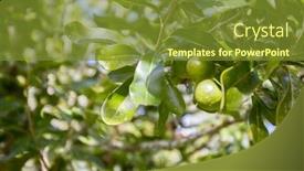  Presentation with macadamia nuts - Audience pleasing presentation design consisting of macadamia-nuts-nuts-orchid-macadamian backdrop and a tawny brown colored foreground