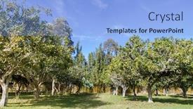  Presentation with macadamia nuts - Presentation featuring macadamia-nuts-nuts-orchid-macadamian background and a light blue colored foreground