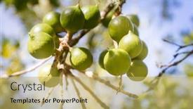  Presentation with harvest - Presentation consisting of macadamian-nuts-farm-harvest-time background and a yellow colored foreground