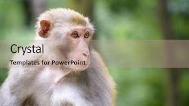  Presentation with hill - Audience pleasing presentation consisting of macaque at qianling hill park backdrop and a coral colored foreground