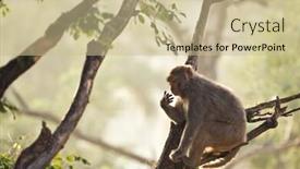  Presentation with rainforest - Cool new PPT theme with macaque-in-rainforest-sitting backdrop and a soft green colored foreground