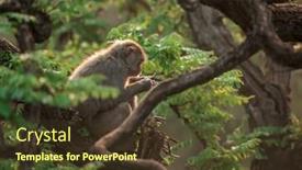  Presentation with rainforest - PPT layouts with macaque-in-rainforest-sitting background and a tawny brown colored foreground