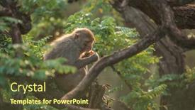  Presentation with rainforest - Beautiful presentation featuring macaque-in-rainforest-sitting backdrop and a tawny brown colored foreground