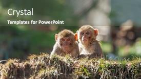  Presentation with rainforest - Beautiful presentation theme featuring macaque-in-the-rainforest backdrop and a tawny brown colored foreground